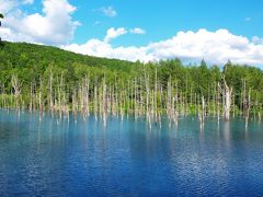 アートな風景が広がるパッチワークの路、枯れた木々と青い空がフォトジェニックな青い池/北海道・上川