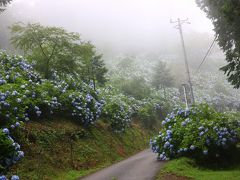 道無き道を。千葉県大多喜町　麻綿原高原の紫陽花