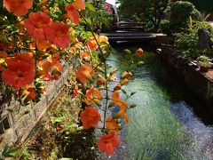 幻想の花回廊　伊吹山に４トラ仲間が集う♪ 醒ヶ井観光編