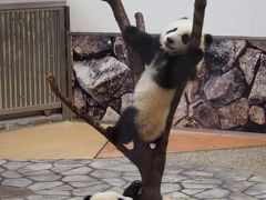 双子の赤ちゃんパンダを見にアドベンチャーワールド♡動物好きには、たまりませんわ～♡