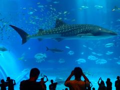 日本で最も人気の水族館再訪！
