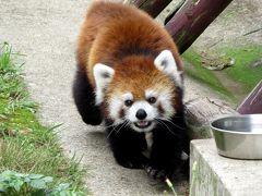 夏のレッサーパンダ紀行【２】 大森山動物園　久しぶり、ケンシン君！！秋田にはもう慣れた？ そして、遅くなりましたが・・・陸ちゃん、お疲れ様でした・・・