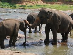 休んで遊んでスリランカ（その１　キャンディ、ピンナワラ象の孤児園編）