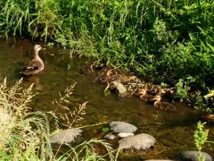 2015年5月31日：野川西之橋　今年も生まれたカルガモ達