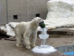 男鹿半島ホッキョクグマ紀行 男鹿水族館ＧＡＯ 毎夏恒例！！豪太君のスイカ祭り！！