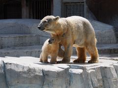 　天王寺動物園に白熊の赤ちゃんがいるの～＼(^o^)／