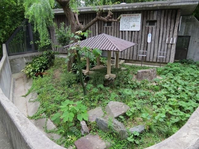 今日は短い時間ではありますが私の最寄り動物園である神戸市立王子動物園を訪問しました。<br /><br />訪問の理由はガイア君が”動物とこどもの国”の放飼場からカバ舎横の放飼場にプチ移動したとの情報を得たから・・・季節は夏本番、暑さに弱いレッサーパンダに会いに行くにはかなり厳しい時期ではありますが、地元の動物園で、園内での移動とは言えレッサーの移動があったと聞いては腰を上げずにいられませんでした。<br /><br />カバ舎横の放飼場は２００９年以来６年ぶりの使用とは思えないほどの整備ぶりで、そして、ガイア君も違和感なくこちらの放飼場に馴染んだようで一安心です。<br /><br />そしてっ！！<br />＜7月28日追記＞<br />旅行記作成中に嬉しいニュース！！<br />7月6日にミンファちゃんが待望の赤ちゃんを出産していたそうです！！<br />ガイア君、パパだね〜、感無量です。<br />秋の仔パンダのデビューが待ち遠しいです。<br /><br />詳しくはこちらで→http://www.kobe-ojizoo.jp/info/detail/?id=155<br /><br /><br />これまでのレッサーパンダ旅行記はこちらからどうぞ→http://4travel.jp/travelogue/10652280