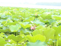 夏ひんやり水辺の花