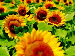 紫陽花めぐり 川村記念美術館の庭園 佐倉 四街道 千葉県 の旅行記