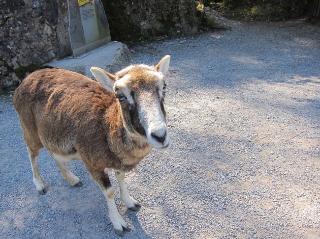 スイスの休日・Tierparkと湖を散歩