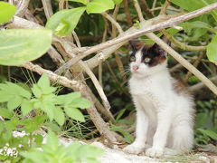 沖縄・八重山諸島の旅(2)☆竹富島の猫とシーサーと古き良き街並みと☆