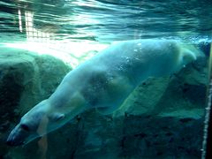 ０６．久しぶりの旭川2泊　旭山動物園その２