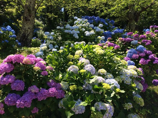 旅行3日目<br />大仏公園の紫陽花や武家屋敷を見ました