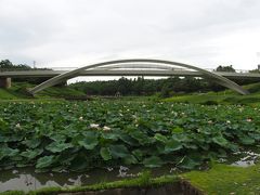 東浦町あいち健康の森公園・大府市星名池のハス2015