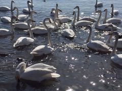 世界最大の白鳥生息地ー成山衛白鳥湖