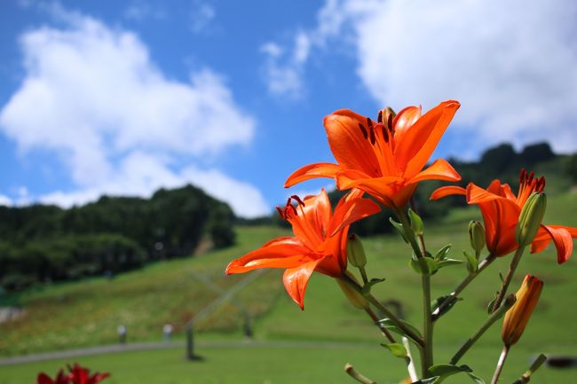 宍粟市千種高原にゆりの花を見に行ってきました。<br />昔はよくスキーに訪れていた千種高原ですが、ほんとに久しぶり。<br />先日の台風１１号の影響で花が傷んでいたので、今一つではありましたが、<br />満開ならきれいだろうと思われます。<br /><br />こちら期間は７月１１日〜８月２３日となっております。<br />ゆりの花は、雨に濡れると自分の花粉が花びらに付いてしまい<br />傷んでしまうとのこと。<br />なので、見に行く時には日照り続きの方がよさそうです！！