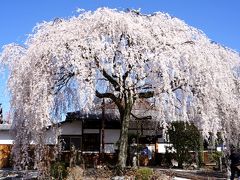 京都ぶらり一人旅【花見編】