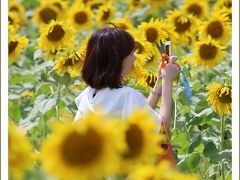 Solitary Journey ［1619］ 三次の夏の風物詩「ひまわりまつり」が終了したあとのひまわり畑を訪ねて♪＜君田のひまわり畑＞広島県三次市