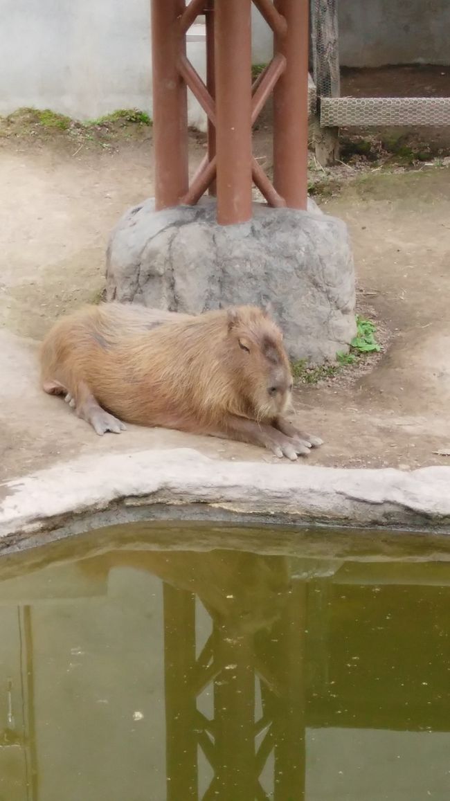 祝　パパ永年勤続３０年。　健康で真面目に働いてくれるパパに感謝です。<br />好きな時期にお休み5日いただける！　でも　中２の次男も誘っての３人旅なのでやはり夏休みが行きやすい。　それでもいつもはお盆の時期しかいけないけれど　今回は7月の三連休の最後の日からスタートできました。貴重なお休みです。<br />行き先は　海外も考えましたが、　次男が北海道がいい、ということで　子供優先のパパの意向もあり　北海道に決まった。<br /><br />しかし<br /><br />はじめての北海道。ガイドブックを読んでも土地勘がなくてどこをどうしたらいいのかわからない‥。　そして出会ったのがタイトルにある近ツリさんのツアーでした〜。<br />パンフレットのモデルコースの総走行距離は約790kmとあったが<br />　４日走り終えた結果は　943km。<br /><br />よくばりすぎなドライブ旅行となりました！　そして憎っ、☆北海道警察☆<br /><br /><br />初日　新千歳空港〜札幌〜富良野〜美瑛　<br /><br />２日目　富良野〜旭山動物園〜小樽・余市<br /><br />３日目　小樽　〜　国道５号経由　函館<br /><br />最終日　函館　〜　函館空港　（１６：４０）<br /><br />これは2日目の記録です　