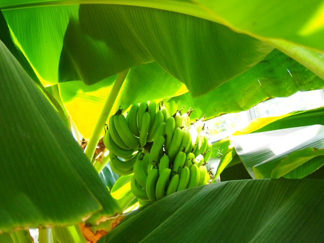 熱川バナナワニ園の中心で、バナナ愛をさけぶ(笑) -家族で毎年恒例の伊豆旅行へ♪