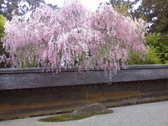 ２００９年　京都　桜めぐり　嵐山、龍安寺、大原、善峯寺、御所