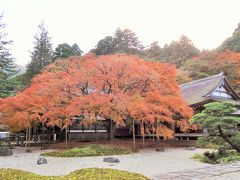 千如寺:大楓の紅葉