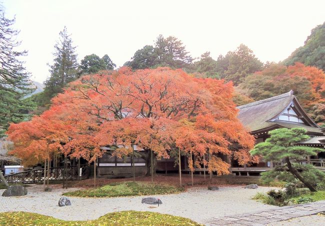 雷山千如寺の境内にある樹齢約４００年の大楓の紅葉は有名で、紅葉する時期は大勢の人が訪れます。<br />丁度見頃という事でワクワク出かけました。