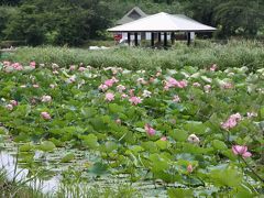 信州・中野「浜津ヶ池」”ハスの花”