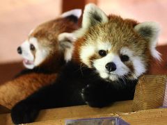 猛暑の週末をレッサーパンダと涼みに長野・茶臼山動物園へ（２）半日一緒に過ごしたレッサーパンダのポポくん・ジャジャちゃん、元気一杯遊んだりケンカしたりご飯を食べたり、時にはポーズをとってくれたり@