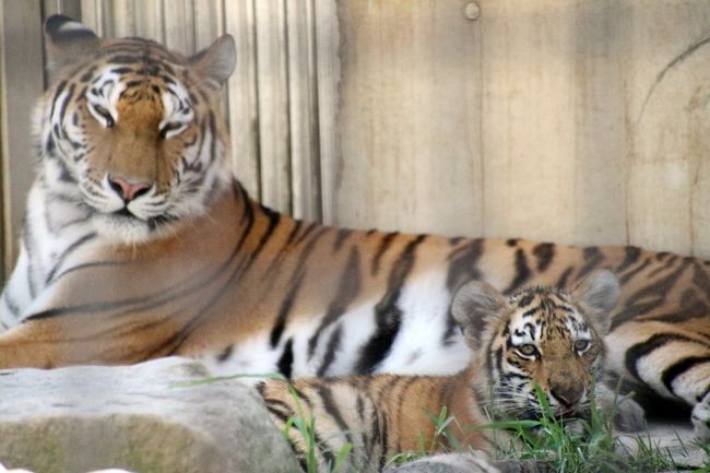 レッサーパンダは暑さに弱いので、夏の間、茶臼山動物園の「レッサーパンダの森」はお休みです。<br />なので、茶臼山動物園に14頭もいる大人のレッサーパンダたちのうち、会えたのは、屋内にいたチャオくん（奥さんのノンちゃんは出産・育児の可能性のため、おこもり中）と、13時半からのイベント「ロンくんのおさんぽ」を猛暑でも頑張ってくれたロンくんだけでした。<br /><br />でも、ゴールデンウィーク中に茶臼山動物園に行ったとき、人出が多いことでロンくんのおさんぽはお休みだったので、飼育員さんに抱っこされたロンくんに久しぶりに会えるのを楽しみにやって来ました。<br />ただ、はじめは笑顔を浮かべていたロンくんも、暑さのため、だんだんと顔が引きつって、険しい表情になってきました。<br />だけど、途中で日陰に移動したとき、みるみる笑顔が戻りました。鮮やかなくらいの表情の変化でした@<br />もっともそれも長くは続かなかったけれど、予定の15分間、ロンくん、猛暑の中を、ほんとに頑張ってくれました。<br /><br />レッサーパンダ以外で楽しみにしていたのは、もうだいぶ大きくなったけど、アムールトラのミライちゃんの今年３月生まれの双子でした。<br />あいにくレッサーパンダ舎とアムールトラ舎は北と南で一番離れているのですが、ミライちゃん母子の公開（外展示）は13時半から15時半となっていたので、ロンくんのおさんぽまではレッサーパンダにかかりきり、その後は、レッサーパンダ舎のある北から他の動物を見ながら南に向かって坂を登り、ミライちゃんたちには最後に会うことができました。<br /><br />ミライちゃんも双子も、15時半までは、まったりのんびりしていたのですが、15時半ちょっきりから、バックヤードに戻るはずなのになかなか呼ばれなくて、落ち着かなくなりました。<br />５分たっても10分たっても、バックヤードへの扉は開かず、次第にミライちゃんたちは、扉に飛びついたり、走り回ったり、けんかしたり、水にじゃぶじゃぶ入ったり、とても躍動的な姿を見せてくれました。<br />その意味でも、展示終了が遅れたのを感謝したくなりました。<br /><br />きっとミライちゃんたちは、おなかが空いていても、15時半までは、と思って我慢していたのかもしれません。<br />特にミライちゃんは、15時半より前に、お隣のライオン夫妻が呼ばれてバックヤードへ戻るのを、うらやましそうにじーっと眺めていましたから。<br />それまでは子トラが近づいてきても、やさしく毛づくろいしてあげていたミライ母さんは、15時半からは、お母さんの興奮がうつったように飛びついてきた子トラをガウガウ追い払ってしまったし、子トラ同士も、それまで半分眠っていたようだったのに、15時半からは活動的になり、ほとんど肉が残っていない骨を争ったりしました@<br /><br />その他の動物では、公式フェイスブックで知っていたのですが、ビントロングのニューフェイスのシュートくんは、風邪のため、まだ大事をとって展示はお休みで会えませんでした。<br />他の動物園にはなかなかいないので楽しみだったウォンバットも、今回は外に出てきませんでした。<br />アジアゾウのフー子さんなど、暑さに強そうな気がしたのですが、暑い外に長居する気にはなれなかったらしく、外に出てはすぐに屋内に入ってしまう、の繰り返しでした。少し意外でしたが、それだけ日本の猛暑は年々厳しくなっているのかもしれません。<br /><br />でも、企画展「小さな哺乳類〜ネズミの仲間たち〜」は、少し楽しみにしていましたが、なかなか良かったです。<br />展示されていた変わったネズミの仲間は、我が地元の埼玉こども動物自然公園の小獣舎でも見られるのも多かったですが、パンダマウスは珍しかったです。<br />その模様から確かにパンダに見えたパンダマウスたちは、とても可愛くて気に入りました。<br /><br />＜ふつうの週末の日曜日に北陸新幹線で日帰りした長野・茶臼山動物園の旅行記のシリーズ構成＞<br />□（１）北陸新幹線かがやき号でのアクセス・ちょっぴりグルメ・おみやげ編<br />□（２）半日一緒に過ごしたレッサーパンダのポポくん・ジャジャちゃん、元気一杯遊んだりケンカしたりご飯を食べたり、時にはポーズをとってくれたり@<br />■（３）大人レッサーパンダはのんびりチャオくんと猛暑でもお仕事頑張ったロンくん＆バックヤードに早く戻りたくていきなり元気になったアムールトラのミライちゃんと双子＆企画展の珍しいパンダマウスなど大急ぎで見て回ったその他の動物たち<br /><br />茶臼山動物園の公式サイト<br />http://www.chausuyama.com/<br /><br />＜タイムメモ＞<br />05:50頃　家を出る<br />06:40　大宮駅着<br />06:54　大宮駅発新幹線はくたか551号に乗車<br />08:08　長野駅到着<br />08:18　長野駅発信越本線・甲府行きに乗車<br />08:30　篠ノ井駅到着<br />09:15　篠ノ井駅西口発 Zooぐるバス始発に乗車<br />09:25　茶臼山動物園北口停留所到着<br />09:30　茶臼山モノレール始発で北口から茶臼山動物園入園<br />09:35〜12:35　レッサーパンダ（屋内のみ）<br />12:35〜13:10　ランチ休憩<br />13:10〜13:25　その他の動物<br />13:30〜13:45　レッサーパンダのロンくんのおさんぽ<br />13:45〜13:55　休憩<br />13:55〜14:55　その他の動物<br />14:55〜15:40　アムールトラ（主にミライちゃん母子）<br />（アムールトラの母子の屋外展示は15:30のはずだったが延期？）<br />15:45　動物園を出る（閉園時間は16:30）<br />15:50　Zooぐるバスで篠ノ井駅へ<br />16:14　篠ノ井駅発長野行き快速に乗車<br />16:24　長野駅に到着<br />17:02　長野駅発新幹線かがやき530号に乗車<br />（16:41発のはくたか号に乗れたが指定席は満席だったので変更せず）<br />18:02　大宮駅に到着<br />18:50頃　帰宅<br /><br />※これまでの動物旅行記の目次を作成しています。随時更新中。<br />「動物／動物園と水族館の旅行記〜レッサーパンダ大好き〜　目次」<br />http://4travel.jp/travelogue/10744070<br />