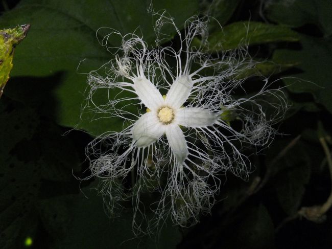 毎日の散歩コースの途中で珍しい花の咲き終わった姿を発見、夜行性のカラスウリの花です。<br />日が暮れると咲き始め、日の出とともにしぼんでしまいます。<br />皆さんカラスウリの花を見ることはなかなかできないと思いますので夜に撮影に行ってきました。<br />同じような写真ですが美しい花を見てください。