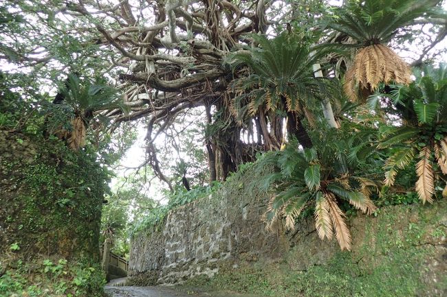 徳之島で地産地消の食を楽しみながら見どころを巡る島内一周ドライブの旅