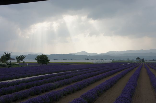 やってきたぜ！！　２０１５　北海道　『ファーム富田でラベンダー♪７月のみの期間限定ラベンダーイストでラベンターバスに乗って楽しみ♪帰りにぜるふの丘へ♪』　ＩＮ　富良野、美瑛