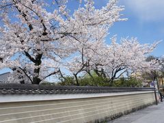 桜の京都へ