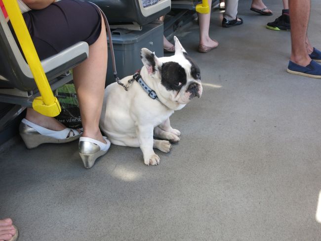 ドイツのハンブルクからチェコのプラハまでを列車移動で旅行してきました。<br /><br />2015.6.22 大阪関西空港からルフトハンザ航空にてフランクフルト乗換、ハンブルク<br />6.27 ハンブルクからDBICEでブレーメン<br />6.30 ブレーメンからDBRE+Sバーンでハーメルン(my聖地♪)<br />7.2 ハーメルンからSバーン+DBICでドレスデン<br />7.6 ドレスデンからDBECでプラハ<br />7.7 コゼル<br />7.8 日帰りでターボル<br />7.11 日帰りでクトナーホラ<br />7.13 プラハからルフトハンザ航空にてフランクフルト乗換、大阪関西空港<br /><br /> 今回はがんばって全個人手配にて旅行会社に比べて半額くらいまで安くなりました。<br /><br />※旅行記は<br />①ハンブルク<br />②ブレーメン<br />③ハーメルン<br />④ドレスデン<br />⑤ターボル<br />⑥クトナーホラ<br />⑦プラハ<br />⑧プラハ動物園<br />⑨ドイツ&チェコの犬たち<br />に分けています。