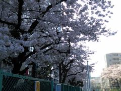 お散歩「大森駅周辺」春が来た(*^^*)