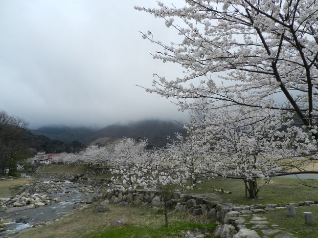 4月11日にもなると、さすがにソメイヨシノはほとんどの場所で散ってしまいます。<br />どこかで遅めの花見ができないかなと探していると、ヒットしたのが滋賀県北部にある『マキノ高原』でした。<br />その奥には滝もあるようなので、行ってみることにしました。<br />果たして花見はできたのでしょうか…??