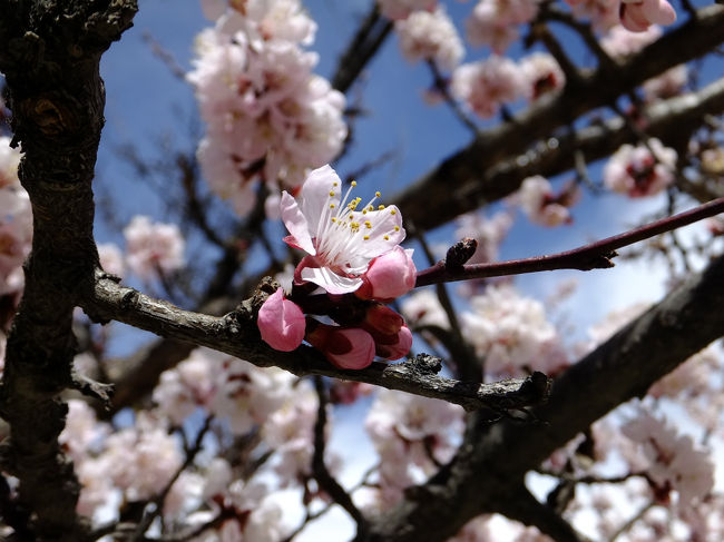 日本では桜の季節に、パキスタンの北部に位置するフンザへ満開の杏の花を求めて。<br />イスラマバードからひたすら北上する、わけではなくて、途中に8000mの山を眺めたり、山々に囲まれた砂丘に寄ったり、歴史的建造物に足を運んだり、日本と縁の深い地元小学校を訪問したりと、道中を満喫しながら、桃源郷フンザを目指してのツアーに参加してきました。<br />※書きたいことがスッキリまとまらなかったなかったので、日付を分けてUP。<br /><br /><br /> 1日目:成田 → イスラマバード<br /> 2日目:イスラマバード → べシャム<br /> 3日目:べシャム → シガール<br /> 4日目:シガール<br /> 5日目:シガール → カリマバード<br /> 6日目:カリマバード ⇔ グルミット<br /> 7日目:カリマバード<br /> 8日目:カリマバード → チラス<br /> 9日目:チラス → べシャム<br />10日目:ベシャム  → タキシラ  → イスラマバード(→ 機内泊)<br />11日目:成田<br /><br />