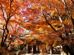 湖東三山弾丸紅葉狩り