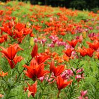 白馬花紀行①五竜高山植物園・岩岳ゆり園