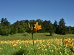 ニッコウキスゲの尾瀬と、ワタスゲの燧ケ岳