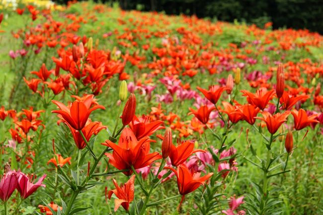 白馬花紀行①五竜高山植物園・岩岳ゆり園