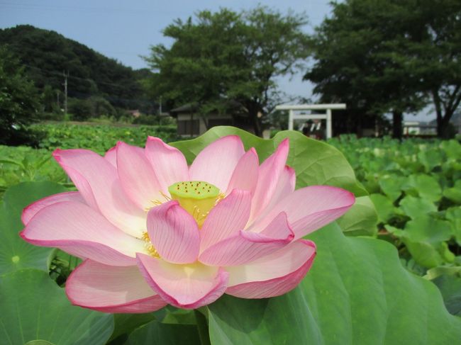 心身共に澱みを感じる今日この頃のせいなのか、無性にハスの花に会いたくなり観に行ってきました。