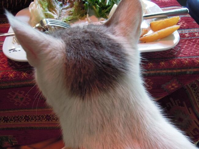 イスタンブールで20時間のトランジット 猫と昼食