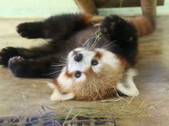 風太くんの奥さんチイチイちゃんの追悼講演が聞きたくて猛暑の千葉市動物公園へ（２）レッサーパンダ特集：初のまい・みい姉妹とメイタくん３姉弟の同居～メイタくんの可愛らしさにメロメロ@