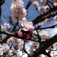 杏の花の満開の下(3日目)