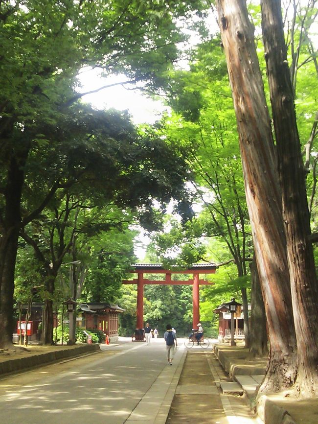 うさぎがたくさんいるという浦和の調神社つきじんじゃ<br />参道からりっぱな緑の中の氷川神社<br />門前の甘酒のんで<br />神田明神もうさぎのお守りがありました