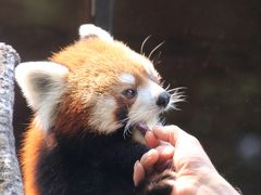 風太くんの奥さんチイチイちゃんの追悼講演が聞きたくて猛暑の千葉市動物公園へ（３）レッサーパンダ特集：悠々自適に過ごす男子３世代～風太くん・息子のクウタくん・孫の源太くん