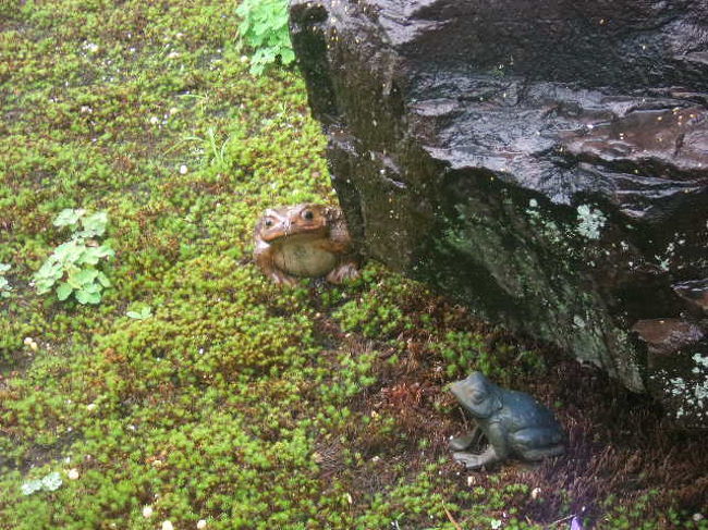 本旅行記では、2015年7月の九州旅を終えて関空に到着後、元興寺のかえる石供養の様子と、その後名古屋に戻る途中で立ち寄った津の散策の様子をUPさせて頂きます。<br /><br />カエルマニアとしては、7月7日といえば吉野金峯山寺蔵王堂の蛙とび神事の日でしたので、こちらも観に行きたかったのですが、2015年は生憎の雨模様、しかもこの行事は10年ほど前に一度観たことがあったので、今年は同じ日に奈良市内の元興寺で開催されるこちらの行事に参加させて頂くことにしました。<br /><br />蛙とびほど、カエル色（？）の強い行事ではありませんが、かなりシブい風情でカエル関連の行事に参加できましたので、カエルマニア冥利に尽きますが、住職さんの有り難いお話の際に、ドシャ降りとなってしまったのは、まさに雨を愛するカエルさんの歓迎（？）だったのかな…。<br /><br />その後、奈良から名古屋までは短距離なので、その日のうちに実家まで戻ることも出来たのですが、今回は三重県で某宿泊予約サイトのふるさと割クーポンが出ましたので、これを利用して途中津に泊まることにしました。<br /><br />三重県の県庁所在地の津は、名古屋在住時からいつでも行ける近距離だったことが逆に災いして、通過は腐るほどしている一方で、じっくり町の中を歩いたことがなかったので、ふるさと割クーポンのお陰で、ちょっとした街歩きが楽しむ機会が得られたのはとても良かったです。