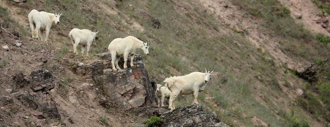 カリスペル 旅行 クチコミガイド フォートラベル アメリカ Kalispell カリスペル 旅行 クチコミガイド フォートラベル アメリカ Kalispell